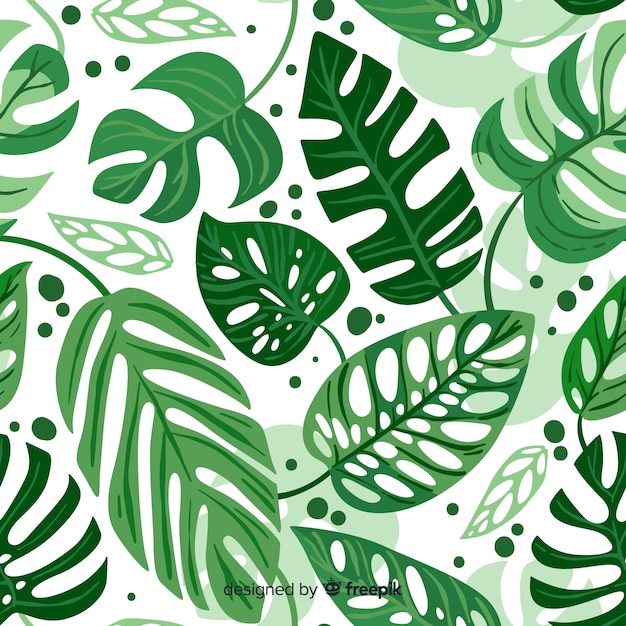 Monstera leaves