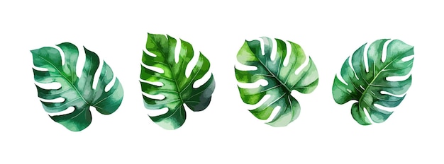 Monstera palm leaves watercolor set isolated on white background Summer tropical green leaf foliage collection Nature graphic vector illustration