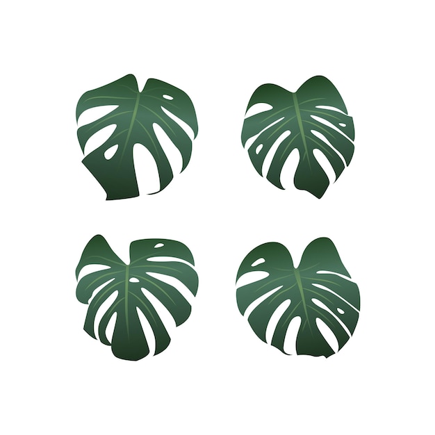 Monstera plant leaves on white background, vector illustration