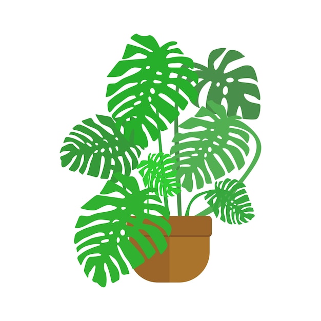 Monstera plant in the pot Vector plant illustration