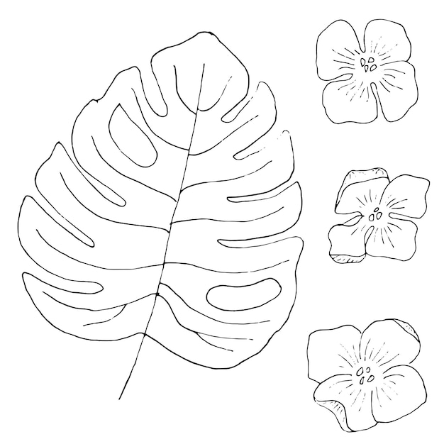 Monstera tropical leave and flowers illustration isolated on white background Liner