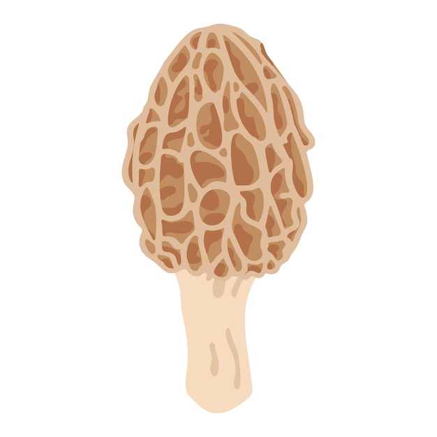 Morel mushrooms hand drawn trendy flat style vegetarian food