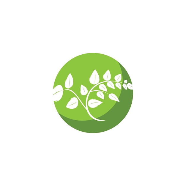 Moringa leaf logo vector