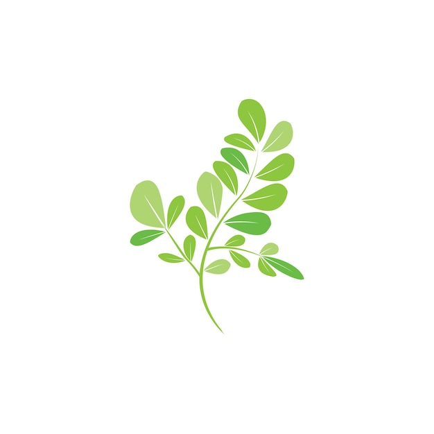 Moringa leaf logo vector