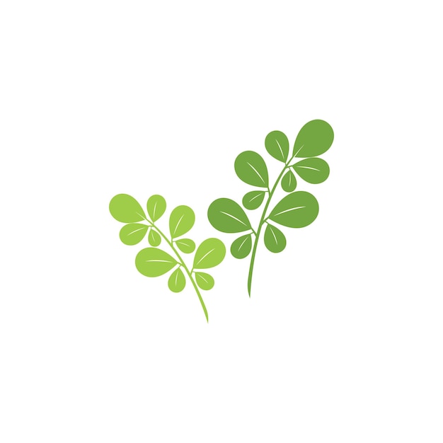 Moringa leaf logo vector