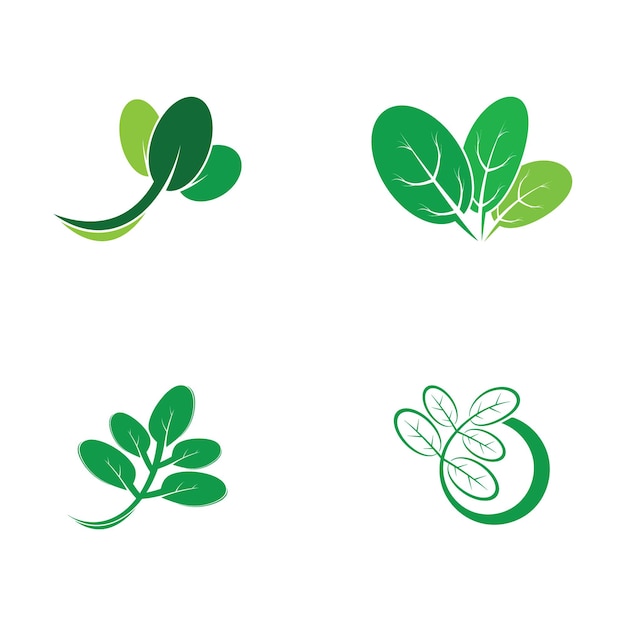 Moringa leaf tradicional medicine icon vector illustration template design