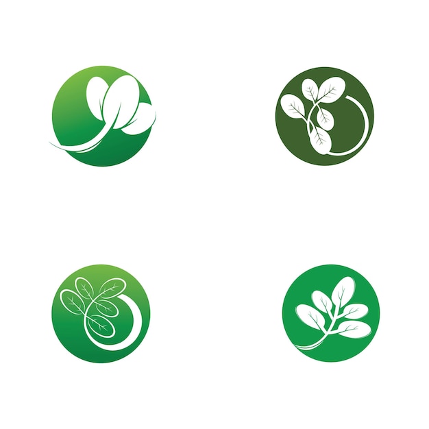 Moringa leaf tradicional medicine icon vector illustration template design