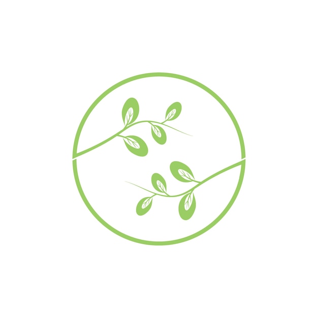 Moringa leaves icon vector illustration template design