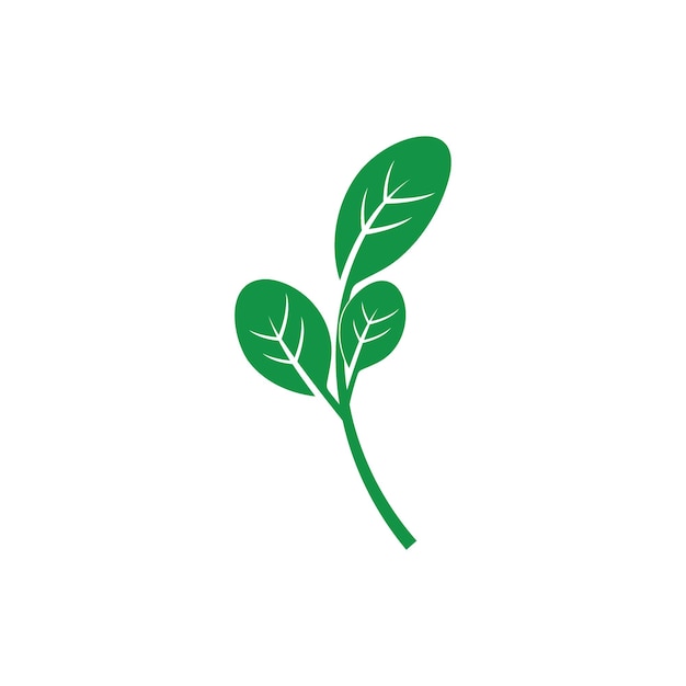 Moringa leaves icon vector illustration template design