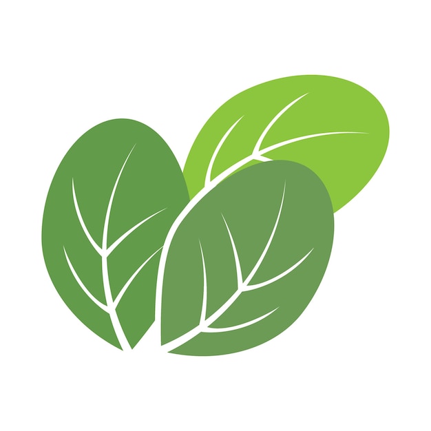 Moringa leaves icon vector illustration template design