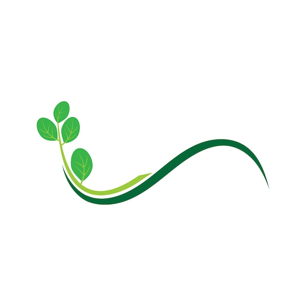 Moringa leaves icon vector illustration template design