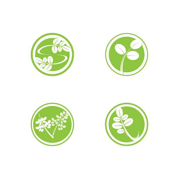 Moringa leaves icon vector illustration template design