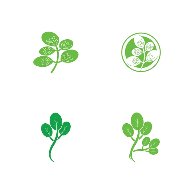 Moringa leaves icon vector illustration template design