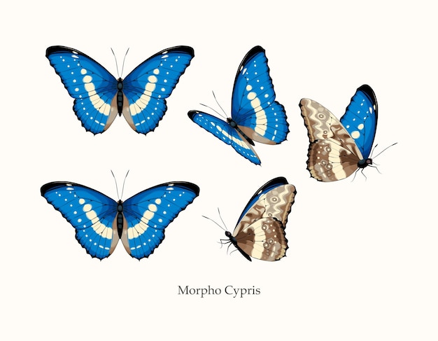 Morpho butterfly vector art in different views