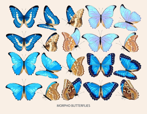 Morpho butterfly vector art in different views