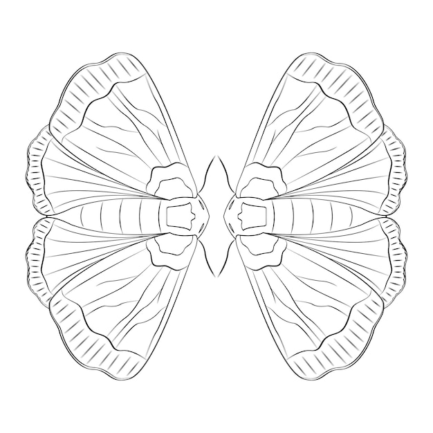 MOTH COLORING TEMPLATE