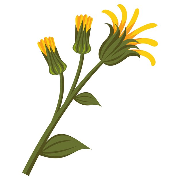 Vector mountain arnica flower illustration