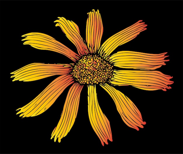 Mountain arnica flower yellow orange on a black background