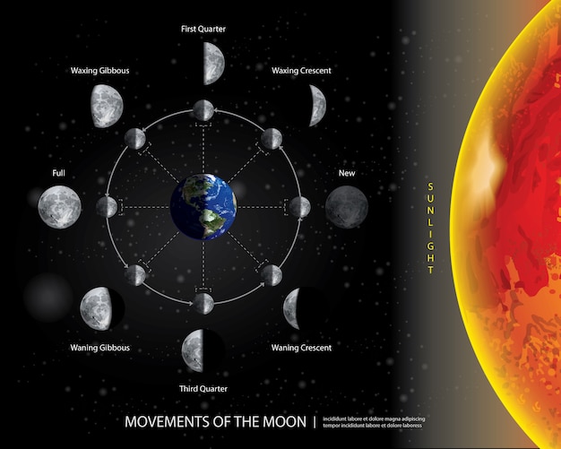 Movements of the Moon 8 Lunar Phases Realistic Vector Illustration