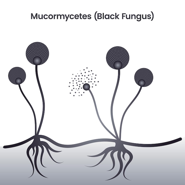 Mucormycetes Black Fungus Pathogenic Yeast Strain vector illustration