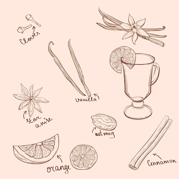 Mulled Wine and spices orange apple cinnamon carnation anise vanilla clove ginger Hand drawn vector Illustration Set in sketch style Classical winter drink