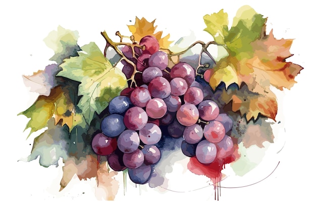 Multicolored grapes watercolor illustration Plant element bunch of grapes on vine white background