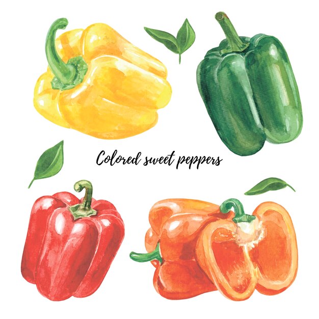 Multicolored watercolor peppers Sweet paprikas