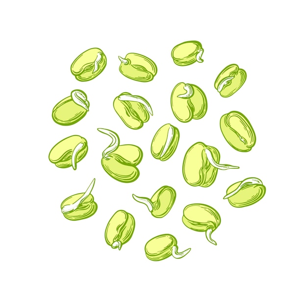 Mung sprouts Simple sprouting seed drawing Vector