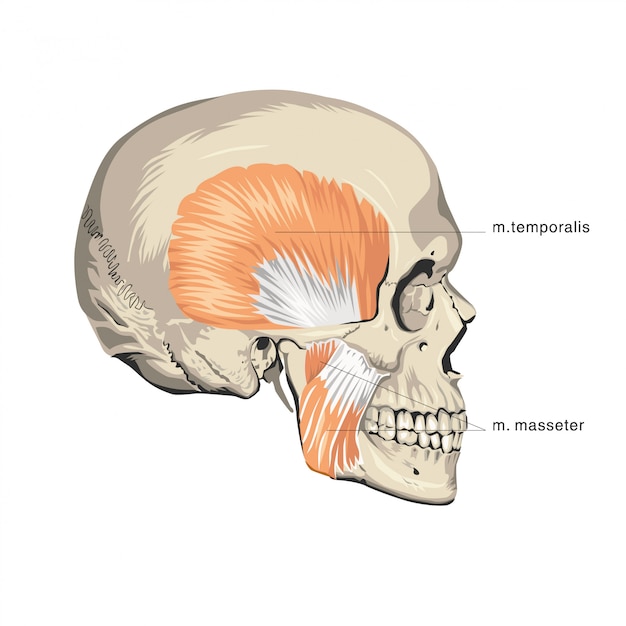 Vector muscle skull anatomy