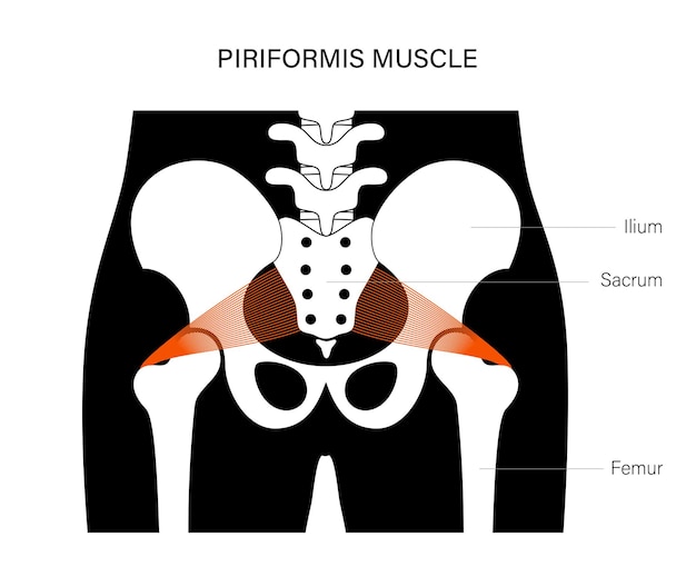 Muscular pelvis