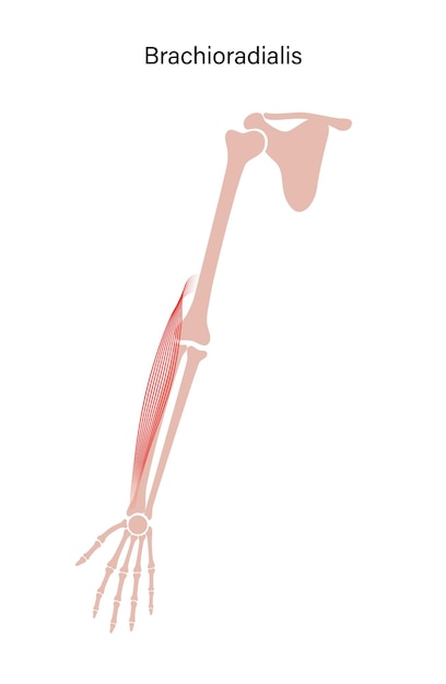 Muscular system arms