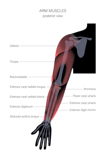 Muscular system arms