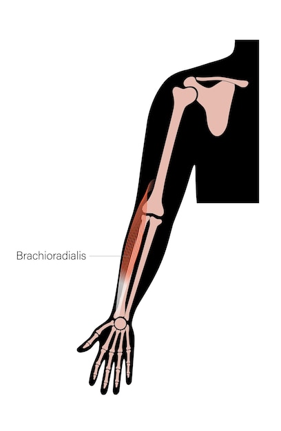 Muscular system arms