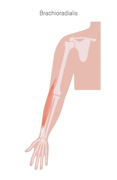 Muscular system arms