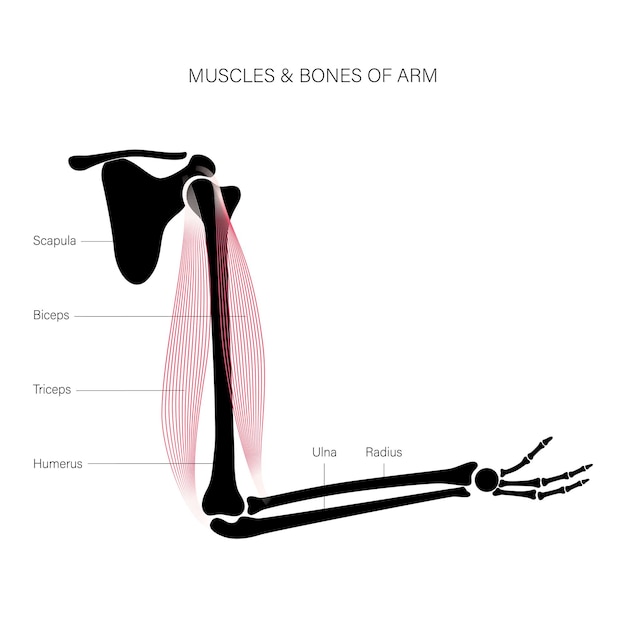 Muscular system arms