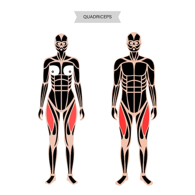 Muscular system legs