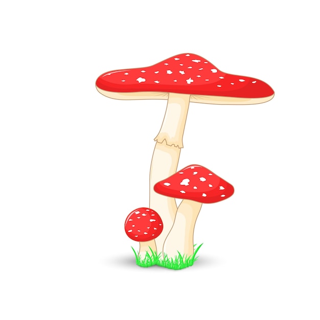 Mushroom amanita muscaria surround isolated on white background with grass