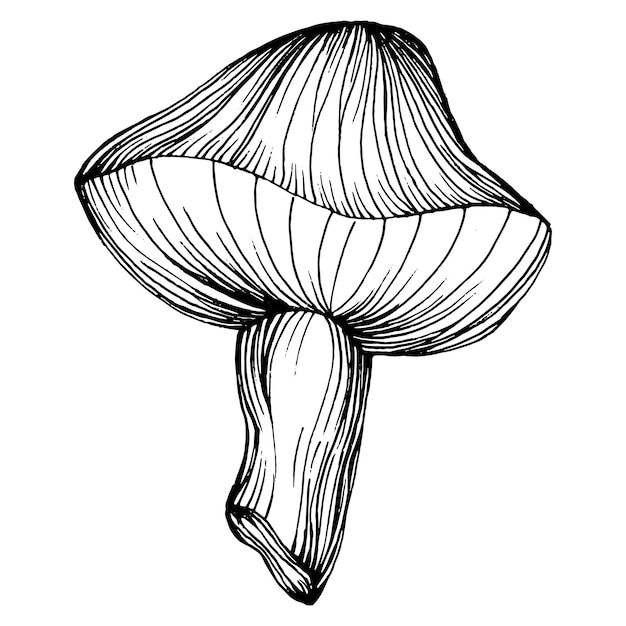 Mushroom illustration sketch for logo Mushrooms tattoo highly detailed in line art style