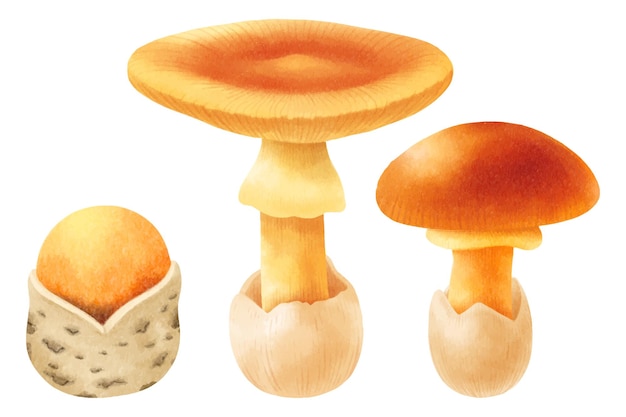 Mushroom illustration watercolor style collection