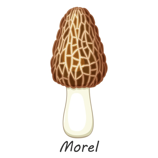 Mushroom isolated on white. Edible mushroom morel. Flat cartoon style