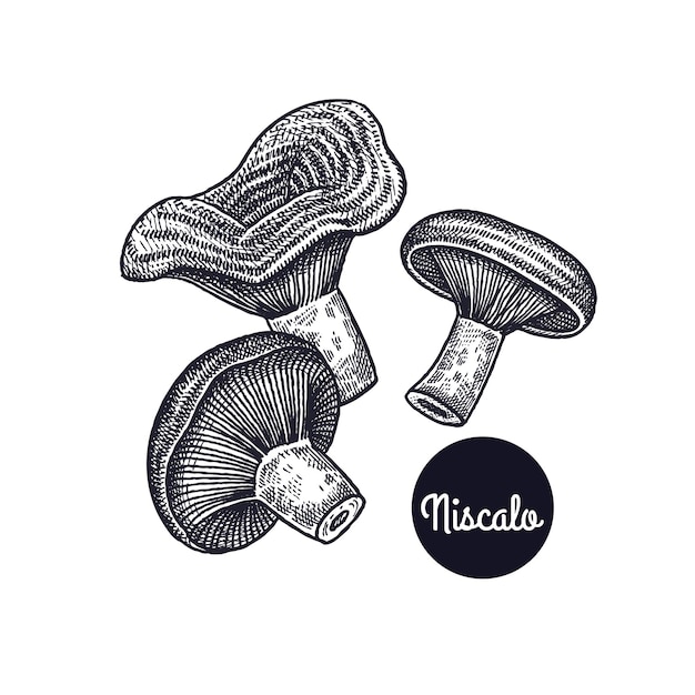 Mushroom Niscalo Vintage engraving