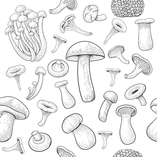 Mushroom pattern seamless Engraved edible food sketch organic outline truffle shiitake and morel Line art hand drawn elements on white background Decor textile wallpaper vector print