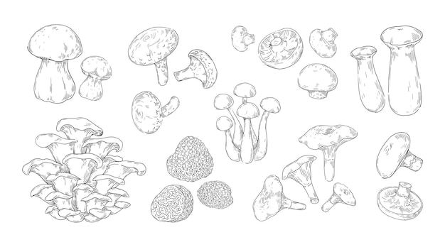 Mushroom sketch Vintage engraving of vegetable fungus Hand drawn edible champignon and oyster mushrooms Isolated shiitake or forest truffle Vector black and white gourmet food ingredients set