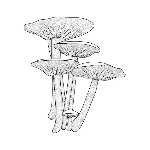 Mushroom vector coloring books