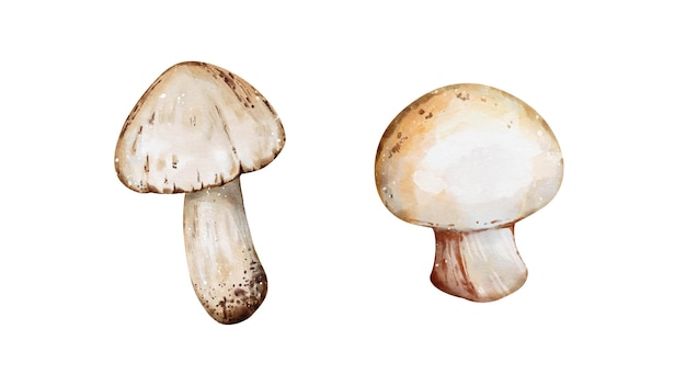 Mushroom watercolor collection vector isolated on white background