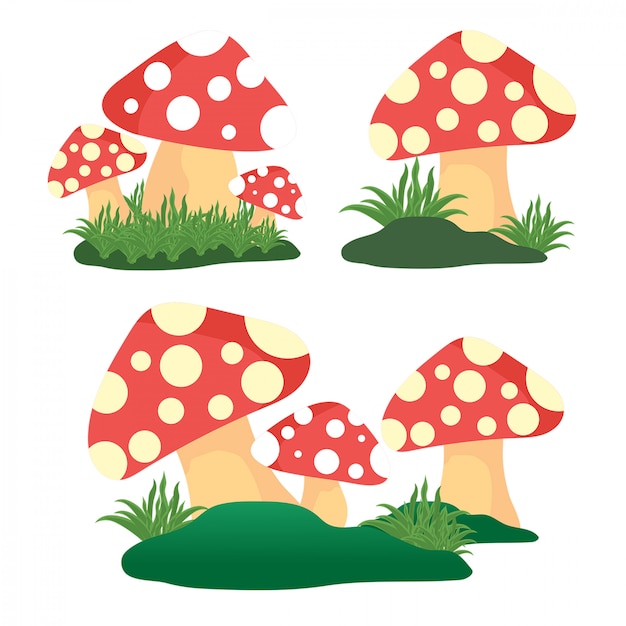 Mushroom 