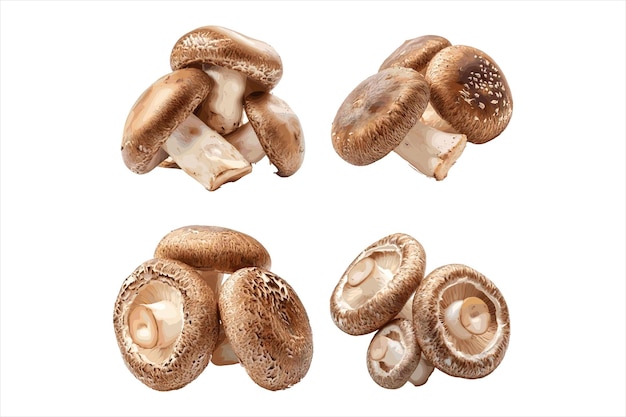 Vector mushrooms are all brown and brown one has a white background