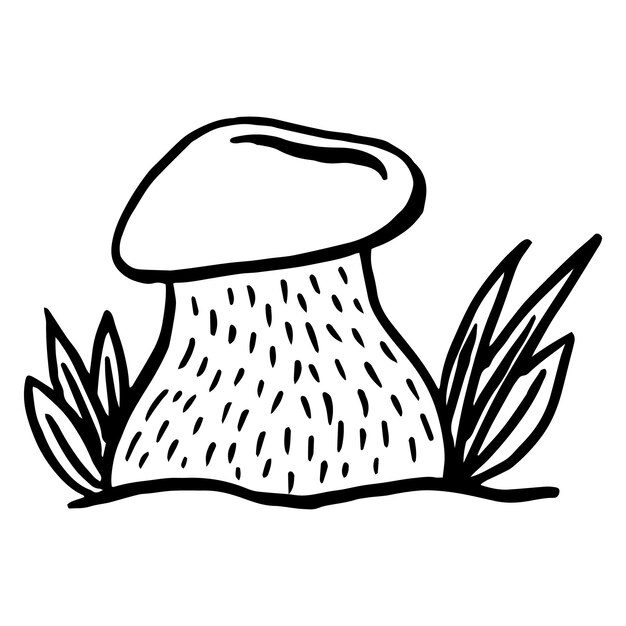 Mushrooms boletus set Vector illustration of mushrooms on white background Hand drawn style