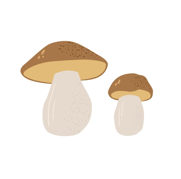 Mushrooms flat vector illustration Cep isolated on white background