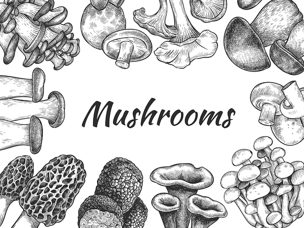 Mushrooms. Hand drawn different mushrooms organic vegetarian product food, sketch design for menu, label or packaging, vector background. Edible mushroom morel, truffle, champignon, trumpet